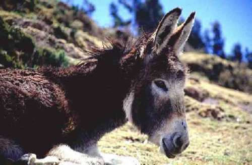Esel auf der Isla del Sol in Bolivien