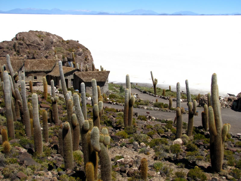 Kaktusinsel Inka Wasi Salar de Uyuni