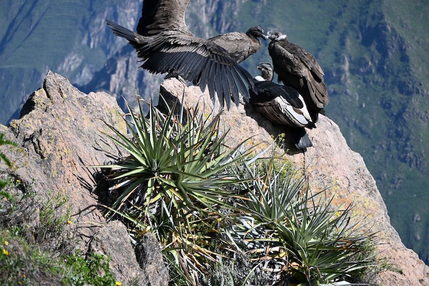Kondore in Peru - Feedback 2022