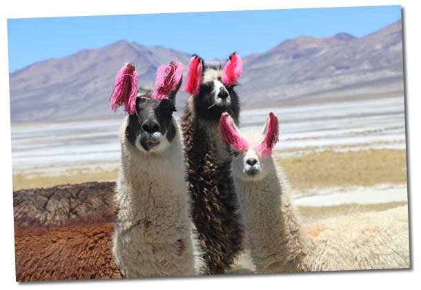 Lamas aus Peru
