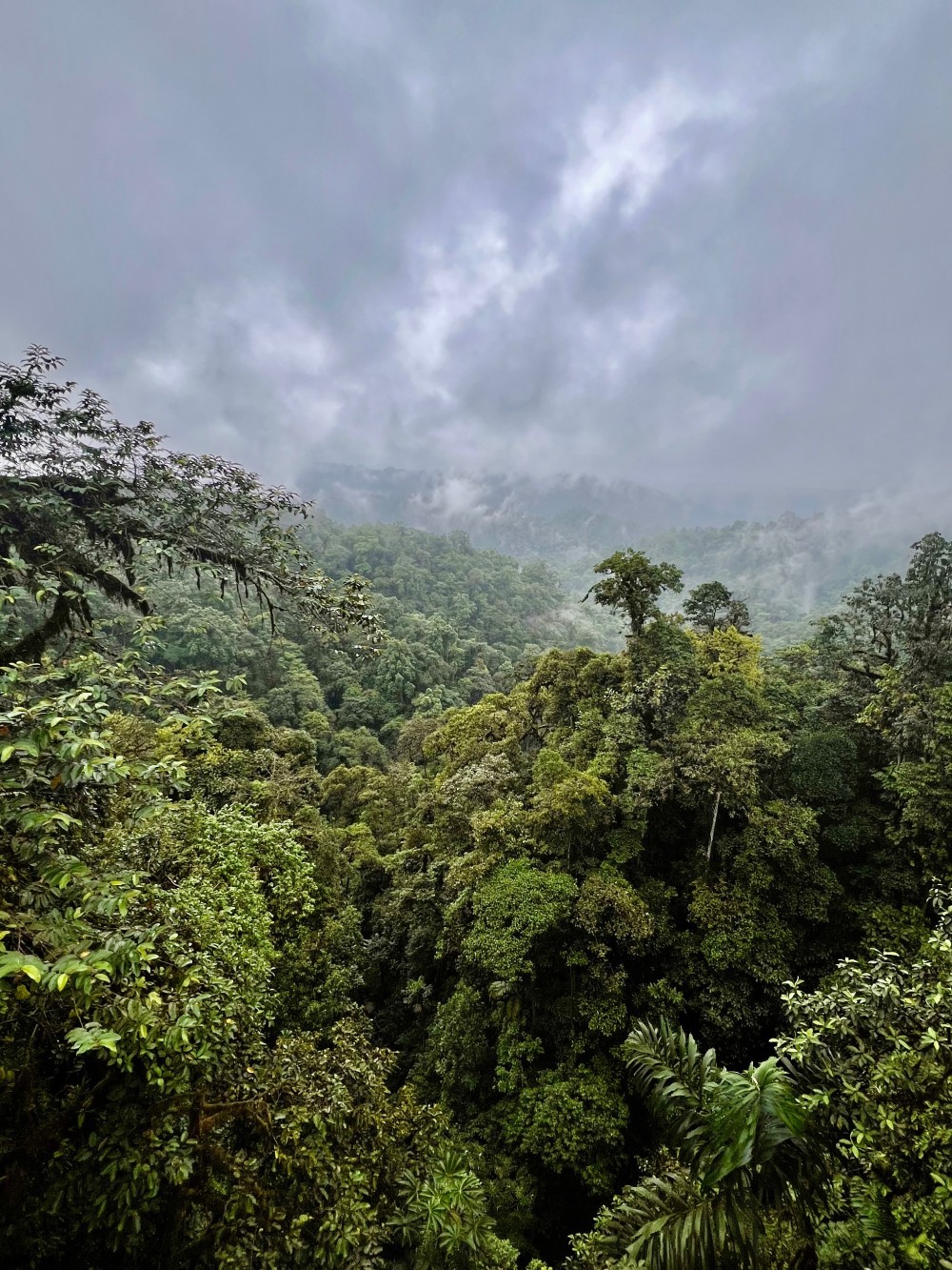 Regenwald in Ecuador