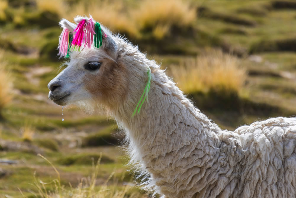 Feedback Peru Bolivien Reise - Wüste von Siloli