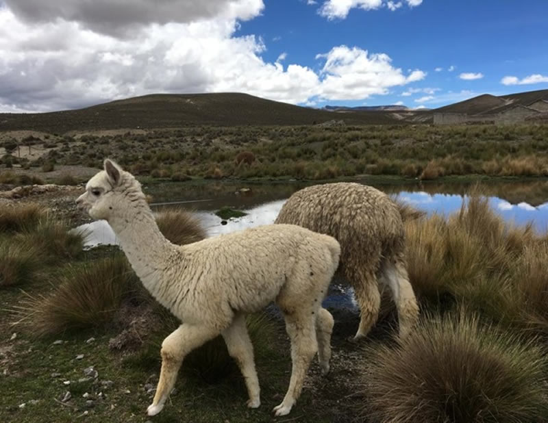 Peru Reisen  Erfahrungsbericht