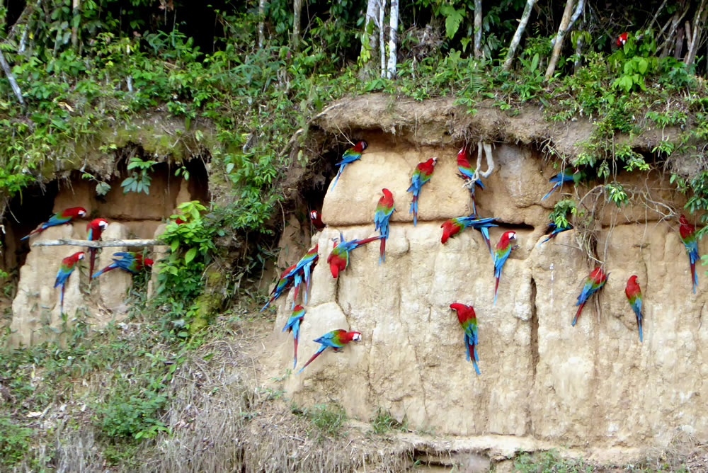 Privatreise Peru - Manu Wildlife Center