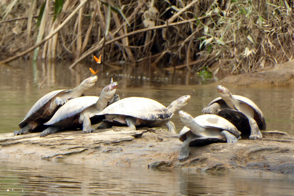 Privatreise Peru - Manu Wildlife Center