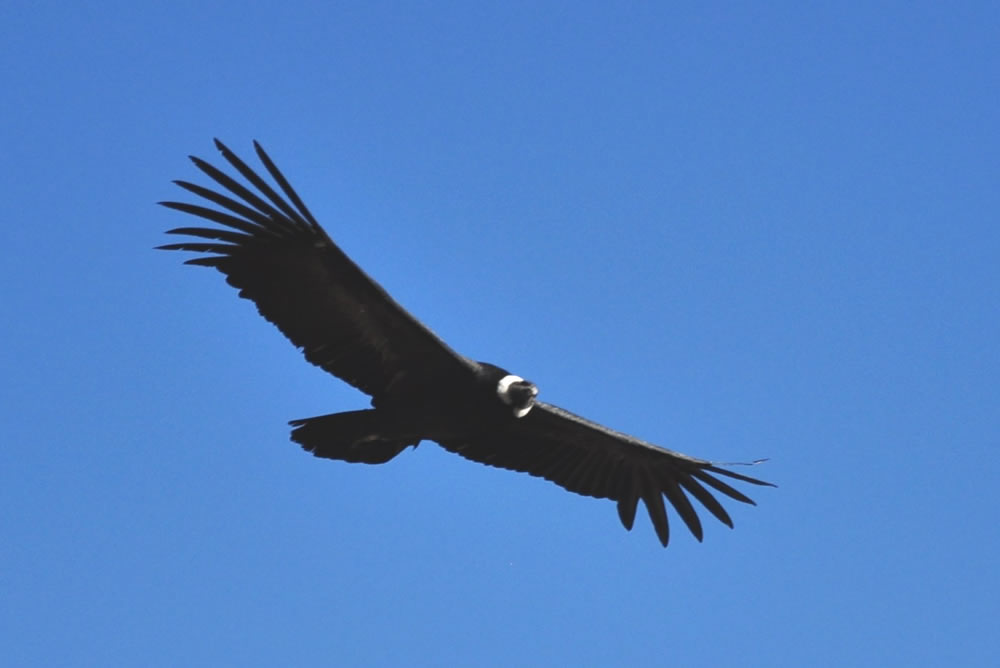 Privatreise Peru - Kondor
