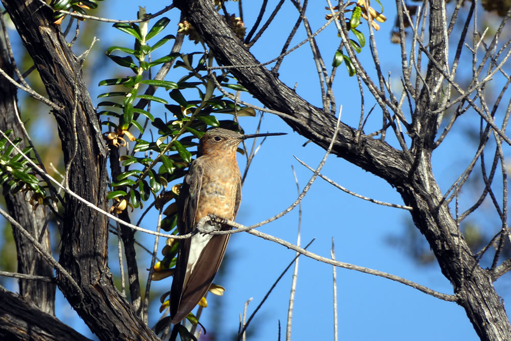 Privatreise Peru - Riesencolibri