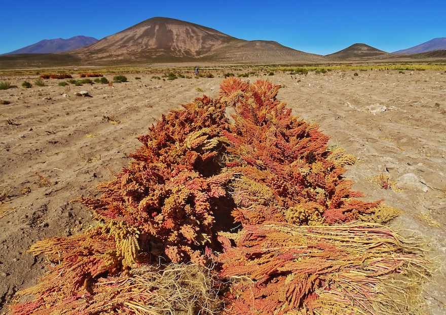 Quinoa - Erntezeit Peru und Bolivien