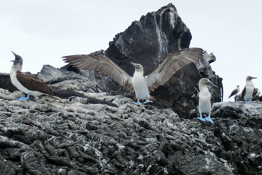 Galapagos Ecuador