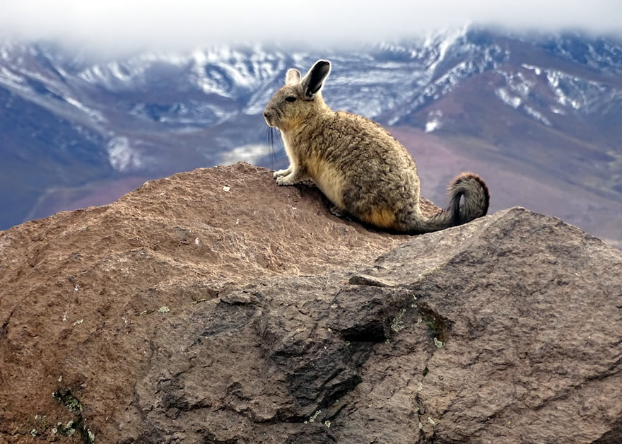 Viscachas Anden Südamerika