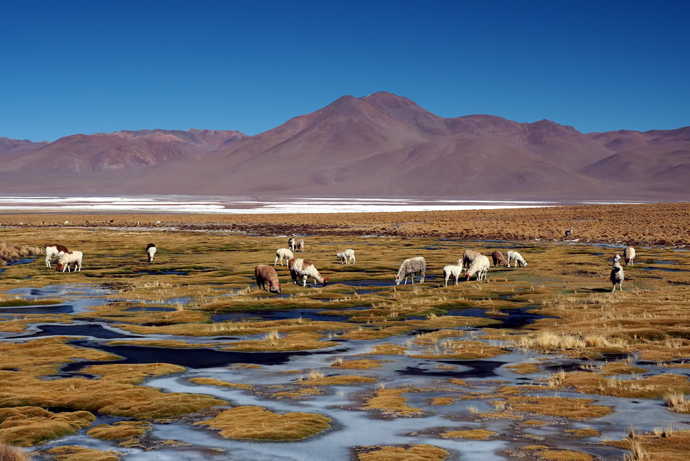 Feedback einer Privatreise zum Salar de Uyuni und Altiplano