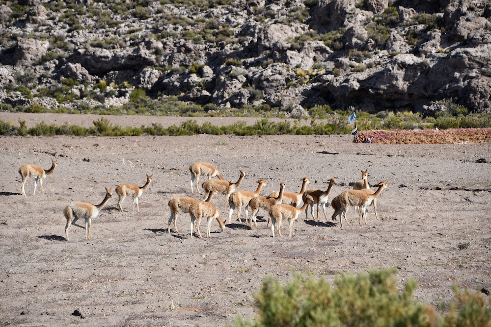 Vicuna