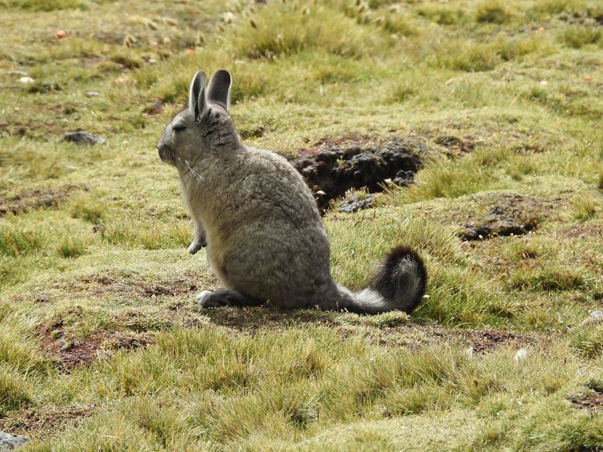 Viscacha Peru Feedback