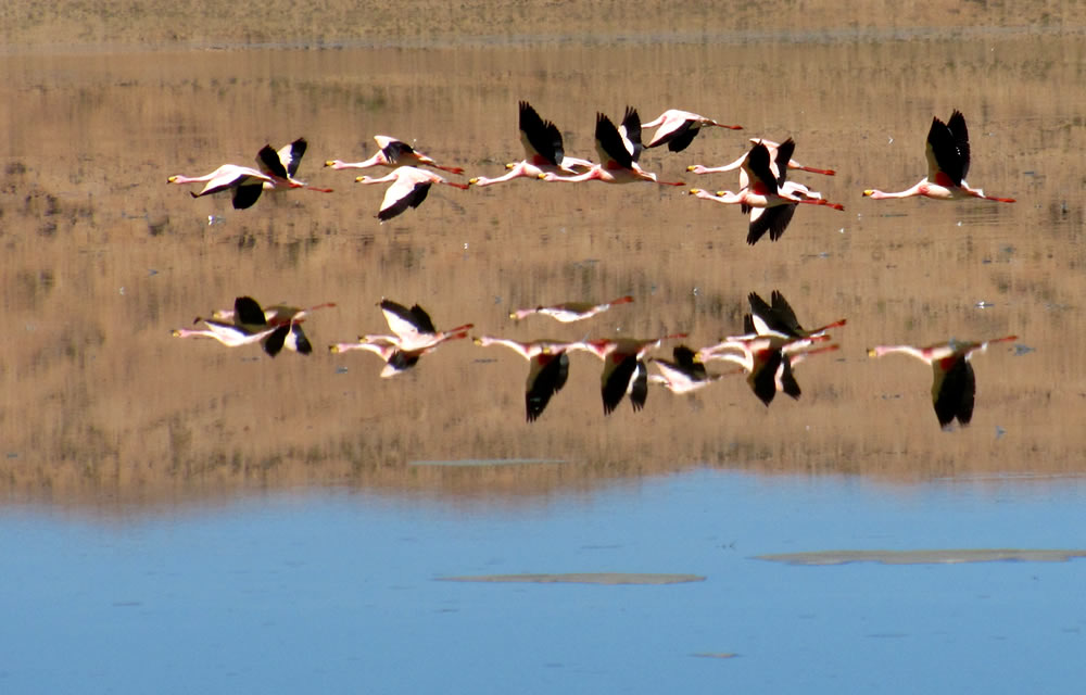 Laguna Canapa mit Flamingos