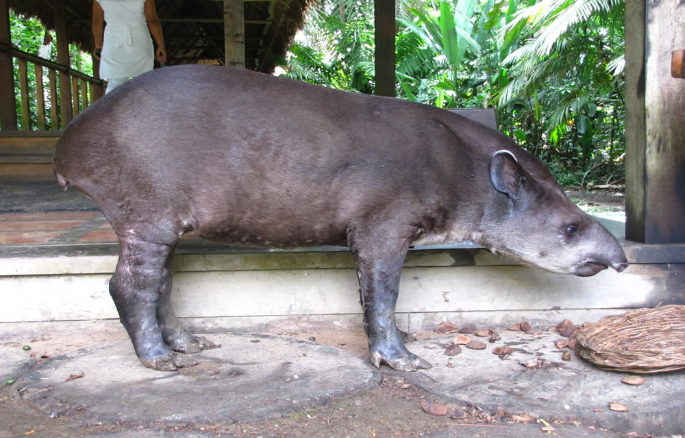 Tapir - Reserva Amazonica