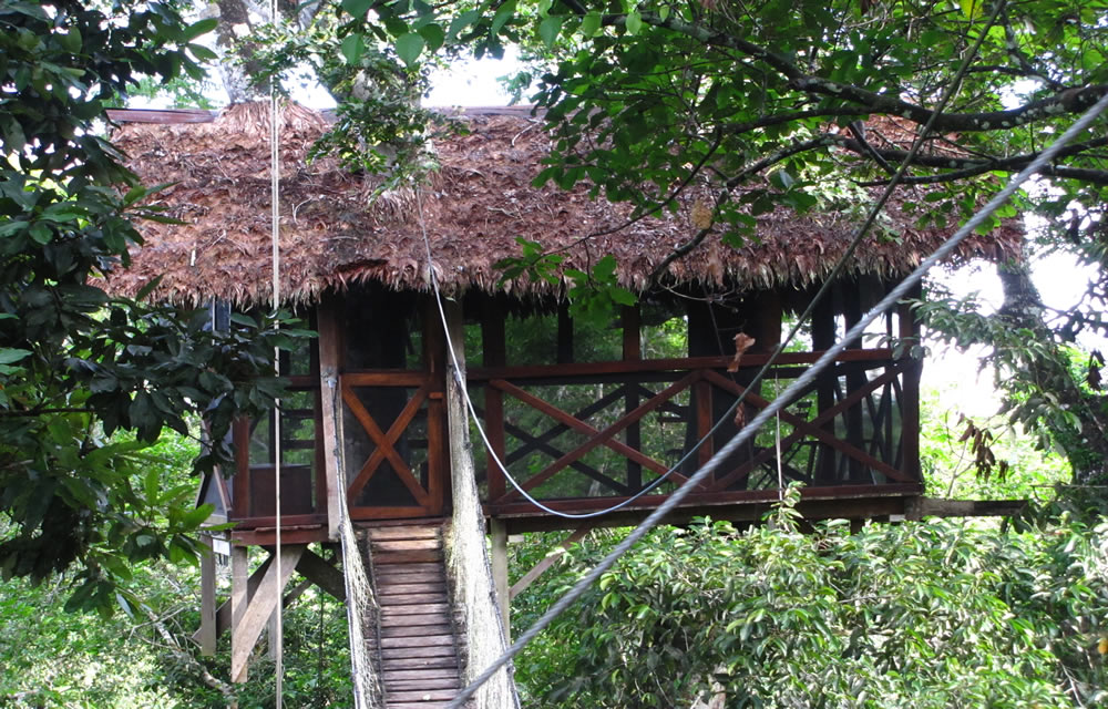Canopy Walk zum Baumhaus