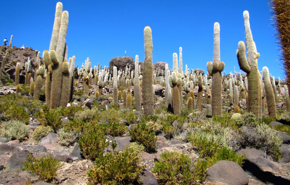 Kaktusinsel Inka Wasi im Salar de Uyuni