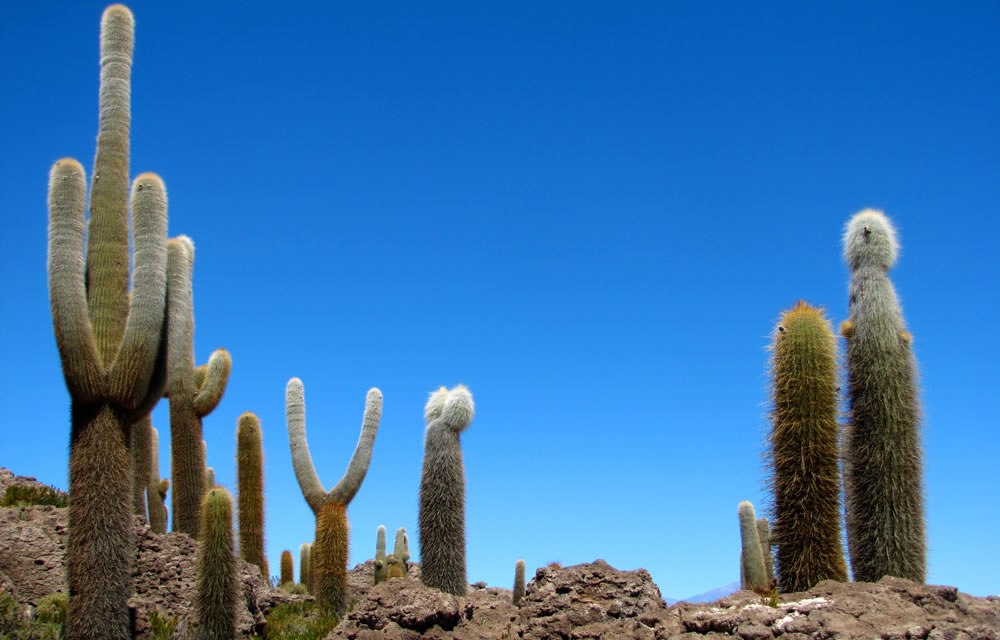 Kaktusinsel Inka Wasi im Salar de Uyuni