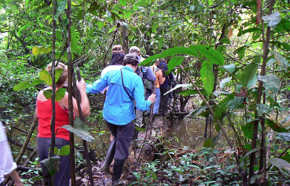 Wanderung durch den Regenwald des Amazonas